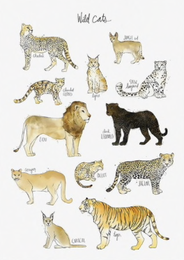 Poster Wild Cats em tela
