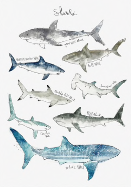 Poster Tubarões em tela